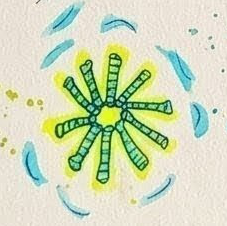 watercolor illustration of a stylized, star-shaped microscopic organism (Asterionella diatom). The green radiating arms with internal banding are surrounded by a neon yellow wash and soft blue crescent shapes